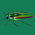 Vibrant Iridescent Beetle With Metallic Green Purple Hues On Green Background