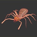 Modern spider Sun-avoidance spider Poisonous spider Great spider 3d model