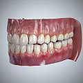 Detailed Human Teeth Model Displaying Gums Tongue And Oral Structure From Various Angles