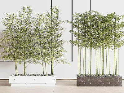 Bamboo Bonsai Potted Plants with Marble Base in Modern Interior Setting 3d model