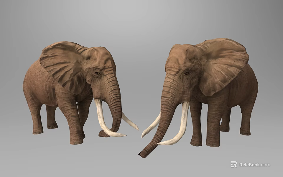 Brown Elephants With Long White Tusks Standing Facing Each Other On Gray Background 3d model 