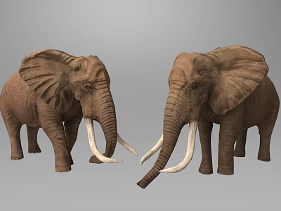 Brown Elephants With Long White Tusks Standing Facing Each Other On Gray Background 3d model