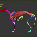 3D Animal Skeleton Anatomical Structure With Visible Red Muscles And Bone Details