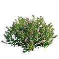 Lush Green Shrub With Purple Small Flowers And Dense Foliage In Garden