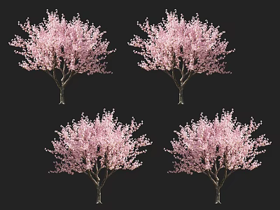 Stunning Pink Flowering Arbor Trees In Full Spring Bloom For Landscaping 3d model