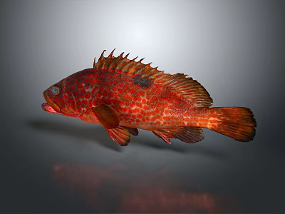 Red Spotted Fish with Spiny Dorsal Fin and Streamlined Body on Gray Background Showing Reflection 3d model