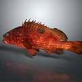 Red Spotted Fish with Spiny Dorsal Fin and Streamlined Body on Gray Background Showing Reflection