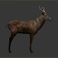 Detailed Realistic Brown Deer Standing With Antlers In 3D Render Studio Background