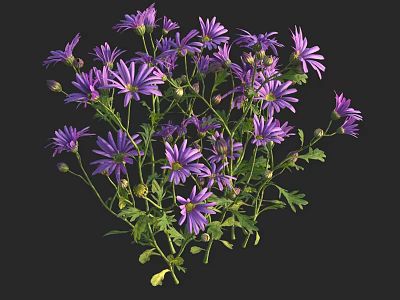 Vibrant Purple Daisies With Green Leaves In Natural Bloom Arrangement 3d model