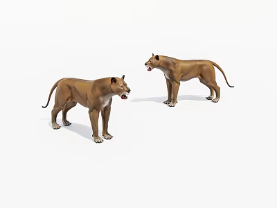 Two Brown Lions Standing With Open Mouths In Realistic 3D Rendering 3d model