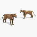 Two Brown Lions Standing With Open Mouths In Realistic 3D Rendering 3d model