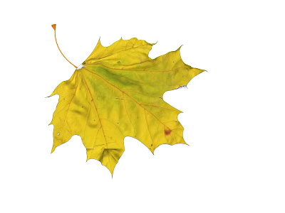 Vibrant Yellow Autumn Maple Leaf Isolated On White Background With Detailed Veins 3d model