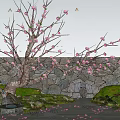 Ornamental Flowering Tree With Pink Blossoms Against Stone Wall Moss Scattered Petals And Green Plants
