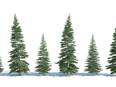 Various Height Pine Trees Arranged on Snowy Ground with Green Foliage 3d model