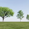 Arbor Trees Of Different Sizes Standing On Green Grassland Under Clear Blue Sky