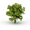Lush Green Shrub With Vibrant Foliage And Dense Leafy Branches