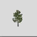 Lush Green Arbor Tree With Thick Trunk And Dense Foliage On Black Background