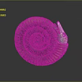 Well Preserved Extinct Ammonite Fossil Marine Animal With Spiral Shell Structure And Detailed Texture