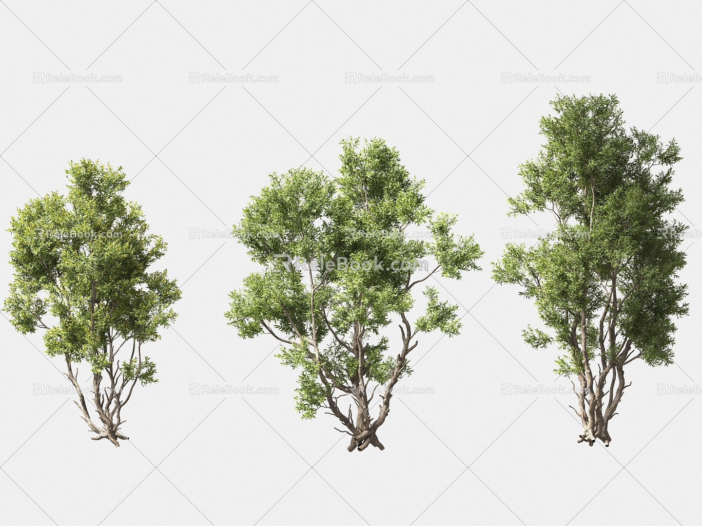 Greening Tree Garden Landscape Trees Arbor Street Trees Solitary Tree Planting 3d model