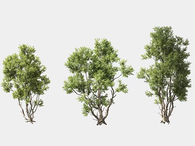 Three Healthy Green Leafy Trees With Slender Trunks And Natural Growth 3d model