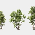 Greening Tree Garden Landscape Trees Arbor Street Trees Solitary Tree Planting 3d model