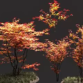 Trees With Red And Yellow Autumn Leaves Slender Trunks And Green Grass Base