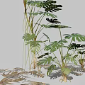 Indoor Monstera Plant with Large Split and Perforated Leaves and Lush Green Foliage