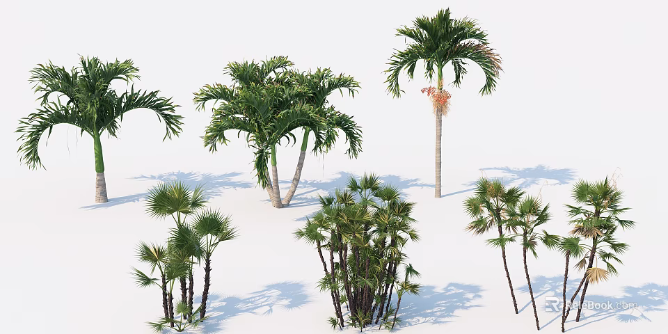 Various Palm Tree Species With Diverse Growth Forms For Garden Landscaping 3d model 