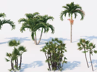 Various Palm Tree Species With Diverse Growth Forms For Garden Landscaping 3d model