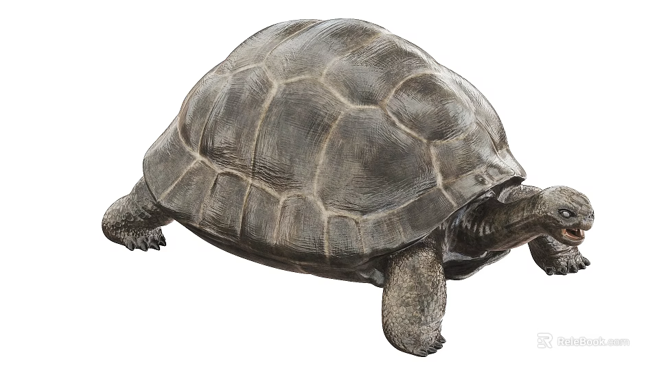 Reptile Tortoise With Hard Brown Shell And Detailed Texture In Natural Habitat 3d model 