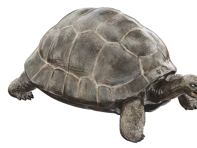 Reptile Tortoise With Hard Brown Shell And Detailed Texture In Natural Habitat 3d model
