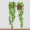 Hanging Potted Plants With Trailing Green Leaves For Indoor Wall Decoration