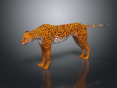 Realistic Cheetah With Yellow Black Spots Fur Standing On Dark Surface With Reflection 3d model