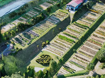 Aerial View of Neat Farmland Landscape with Geometric Rows and Surrounding Trees 3d model