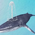 Majestic Whale Spouting Water While Lifting Head in Deep Blue Ocean Water