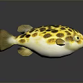 Yellow and Black Spotted Pufferfish with Green Eyes White Belly Showing Reflection on Dark Background