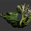 Wilted Plant Leaf with Green and Purple Hues Visible Veins on Dark Background