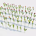 Various Colored Flowers With Green Stems And Leaves On White Background
