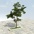 Tall Arbor Growing on Stone Pavement Under Blue Sky with White Clouds 3d model