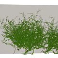 Lush Green Climbing Vines Covering Wall With Fresh Foliage And Natural Decoration