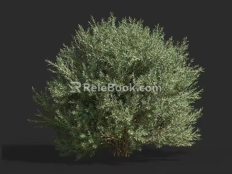 Platycladus orientalis cypress pine shrub hedge pruning tree landscaping ornamental plants courtyard tree 3d model