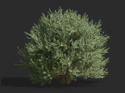 Lush Green Shrub with Dense Foliage and Natural Branch Structure 3d model