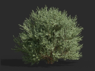 Platycladus orientalis cypress pine shrub hedge pruning tree landscaping ornamental plants courtyard tree 3d model