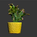 Potted Green Cactus Plant with Pink and Yellow Tips in Yellow Textured Pot