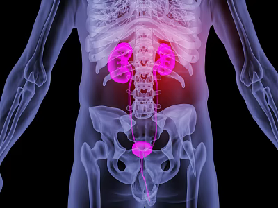 modern human kidney 3d model modern human kidney 3d model