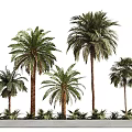 Tree Pit with Palm Trees Concrete Base and Surrounding Small Plants 3d model