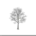 Tall Arbor With Snow Covered Branches Against Gray Background In Winter