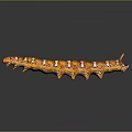 Orange Caterpillar with White and Brown Spots Shiny Surface on Smooth Surface and Reflection