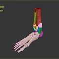 Detailed Human Foot Skeleton Model Medical Device for Anatomy Education