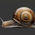 Glossy brown snail with orange striped shell and smooth body on dark reflective background